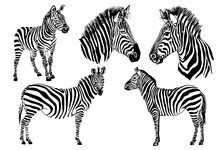Graphical Set Of Zebras Isolated On White Background , Vector Illustration, Element For Design