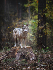 Fototapeta dziki natura zwierzę ssak las