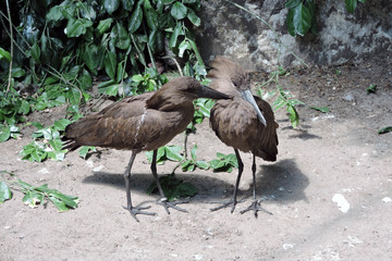 A hamerkop preening other hamerkop feathers, green leaves in the background