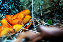 Orange Wild Mushrooms