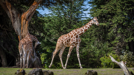 Two giraffes, one walking away and one looking at a large tree