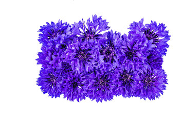 Blue Cornflower Herb or bachelor button flower heads isolated on white background cutout.