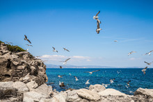 Maritime Holiday Feeling: Numerous Flying Seagulls On A Stony Coast In Greece With A View Of The Blue Sea