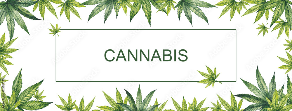 Banner of green leaves of cannabis on a white background. Watercolor illustration. In the center is a place for your text. - obrazy, fototapety, plakaty 