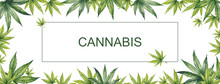 Banner Of Green Leaves Of Cannabis On A White Background. Watercolor Illustration. In The Center Is A Place For Your Text.