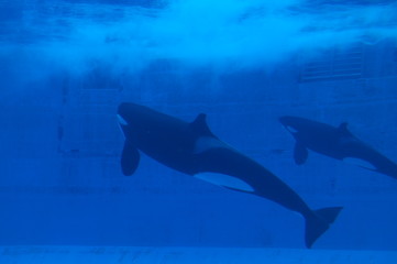 Dolphins swimming in aquarium pool