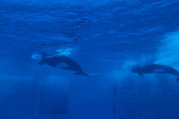 Wall Mural - Dolphins swimming in aquarium pool