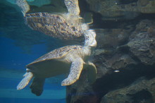 Sea Turtle In The Aquarium