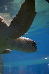 Wall Mural - Sea turtle in the aquarium