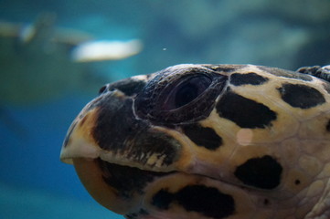 Wall Mural - Sea turtle in the aquarium