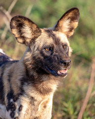 portrait of an african wild dog
