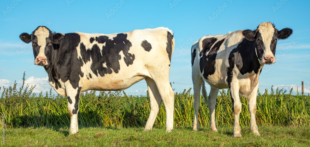 Two black and white cows, frisian holstein, standing in a pasture under ...