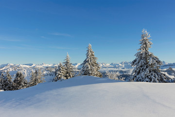 Wall Mural - Snowy landscape with fir trees at a sunny winter day. Allgaeu Alps, Bavaria, Germany