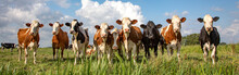 Group Of Cows Stand Upright On The Edge Of A Meadow In A Pasture, A Panoramic Wide View