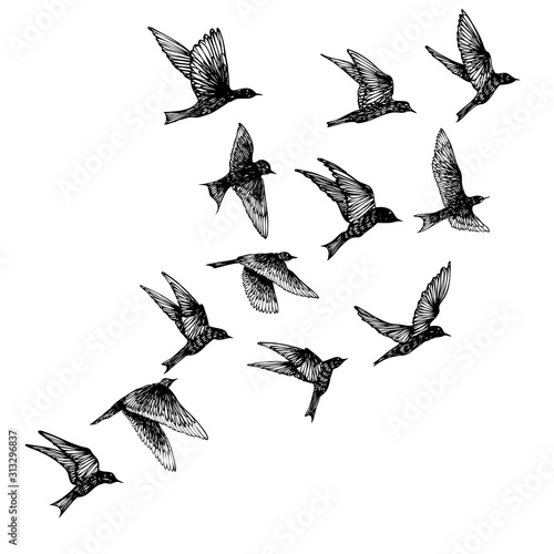 Cuadros en Lienzo Set of black hand drawn strokes birds, flock