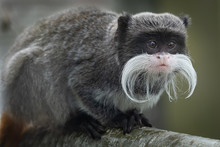 A Close Up Portrait Of An Emperor Tamarin, Showing Its Long Moustache And Staring Alertly To The Right