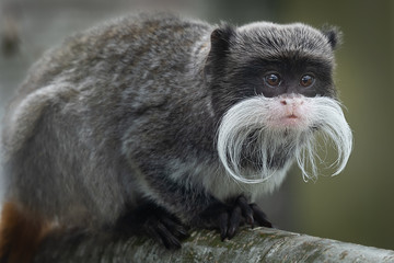 Poster - A close up portrait of an emperor tamarin, showing its long moustache and staring alertly to the right
