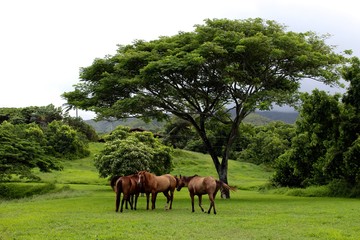 Hawaiian Horses