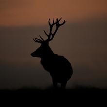 Silhouette Of A Deer