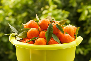 Wall Mural - Freshly picked tangerines in bowl