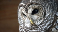 Gray And White Barred Owl Face