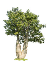 small baobab tree isolated on white background with clipping path