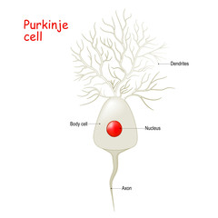 Wall Mural - Purkinje cell anatomy. Cell body with nucleus, dendrites and axone