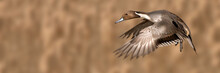 Northern Pintail - Duck