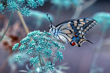 closeup beautiful butterfly sitting on the flower.