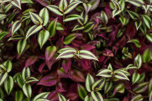 Natural Floral Background Of Colorful Leaves Of Tradescantia Zebrina