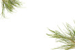 Casuarina equisetifolia leafs, one of kind pine trees. Shoot on a white isolated backgound.
