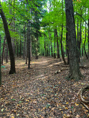 Wall Mural - path in the forest