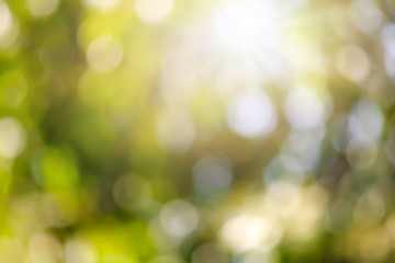 Wall Mural - bokeh blur tree nature background with sunlight on summer. spring season.