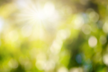Wall Mural - bokeh blur tree nature background with sunlight on summer. spring season.
