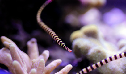 Poster - Banded Pipefish - (Doryrhamphus dactylophorus )