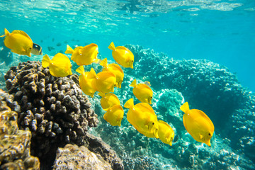 A group of yellow tangs fish swimming in the crystal clear water, Big Island, Hawaii