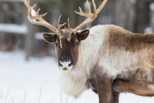 Boreal Woodland Caribou In Winter (Rangifer Tarandus Caribou)