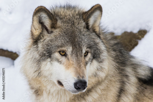 Obraz wilk  portret-wilk-polnocno-zachodni-z-doliny-mackenzie-wilk-z-gor-skalistych