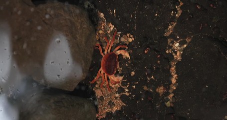 Wall Mural - Japanese freshwater crab climbing in a small stream under the surface