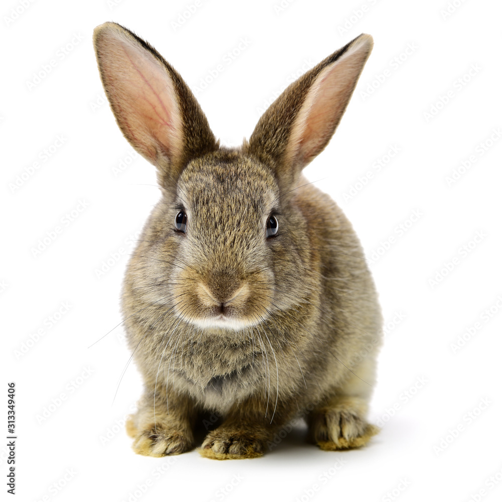 Rare Rabbit White Background rabbit on a white background Stock Photo | Adobe Stock