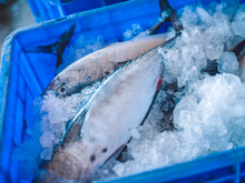 Fish Tuna In Ice In A Box