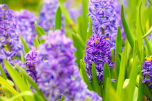 Blue Hyacinth Flowers In Close Up For Early Spring Season Plant