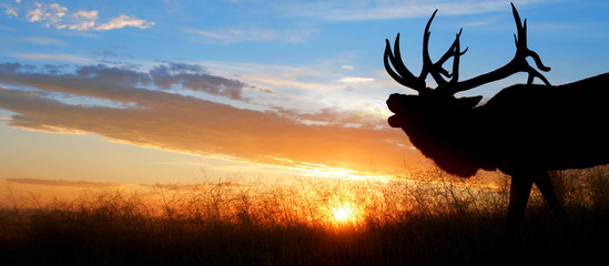 a large bull elk bugling against a sunset