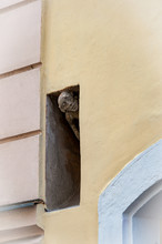 Hiding Baker Outside Luculus In Bratislava Slovakia