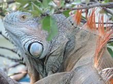 Iguana Adult Male, Closet Up
