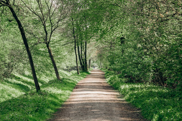 Sandy road in the Park. Beautiful road through the Park. The road near the trees