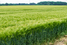 Young Green Barley Growing In The Field