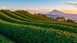 Sunrise over Mt. Fuji / Fuji Mountain and fresh green tea field at Nihondaira, Shizuoka, Japan