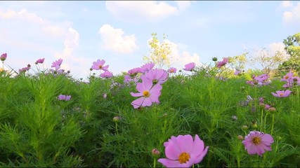 Wall Mural - cosmos flower in the garden