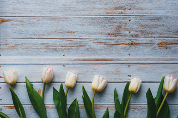 Wall Mural - White tulips on wooden blue background. Flat lay, top view composition with copy space
